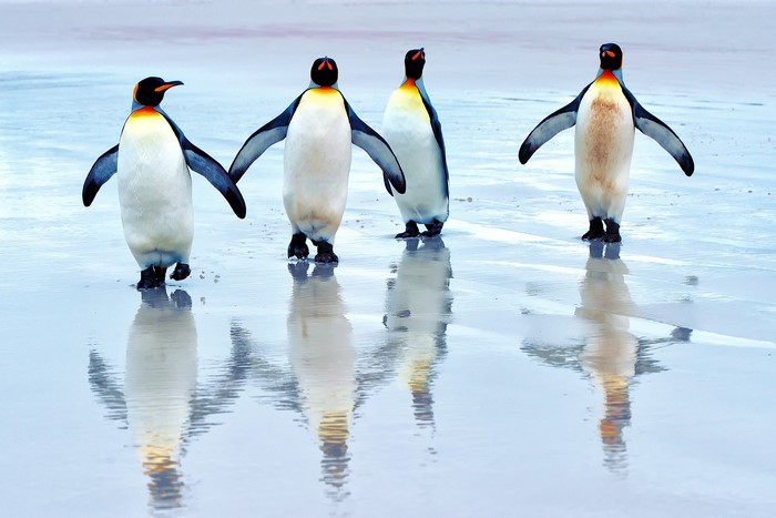 Four King Penguins walking on a wet beach