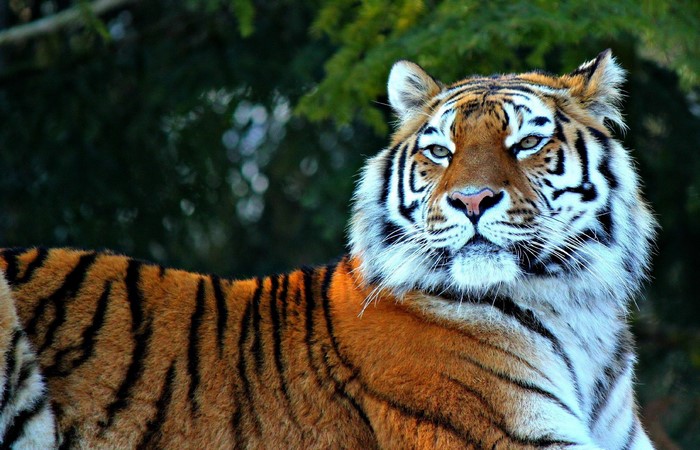 Tiger resting in front of green foliage