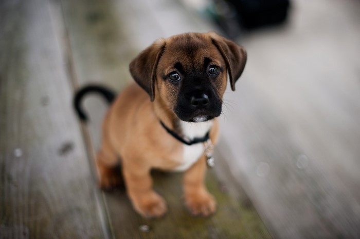 Puppy with black mask and collar