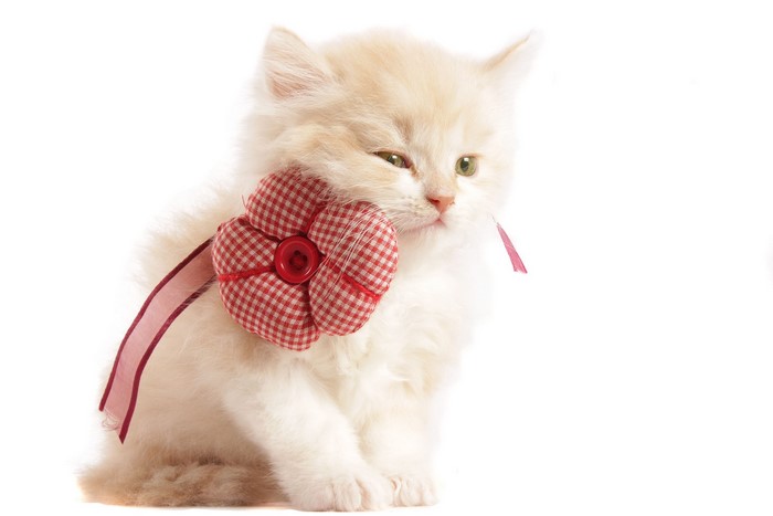 Fluffy cream kitten with red heart decoration
