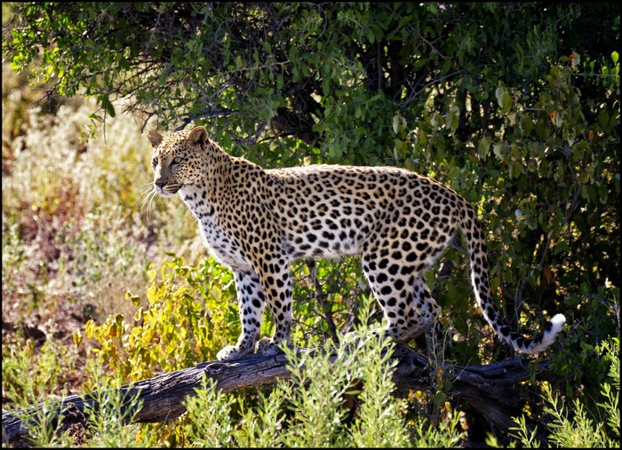 Leopard standing on a tree branch in a forest