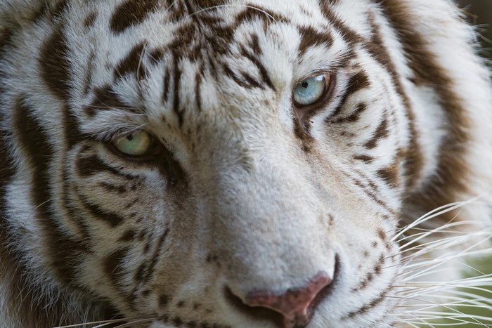 Close-up of a white tiger's face