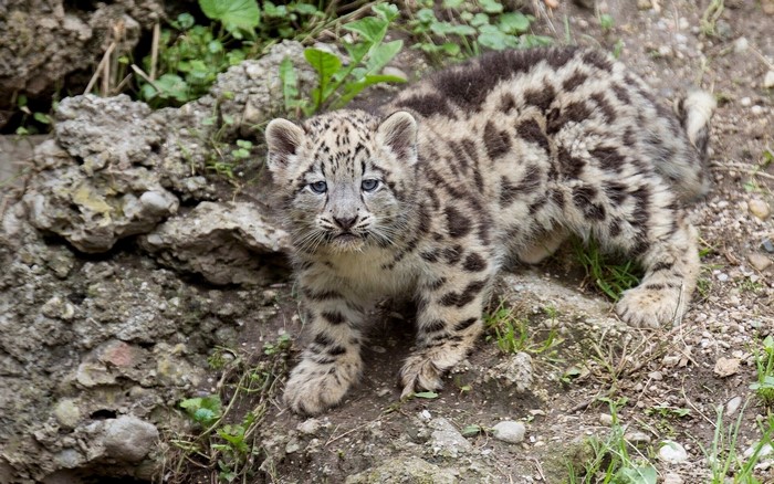 A snow leopard cub with blue eyes stands on rocky ground.