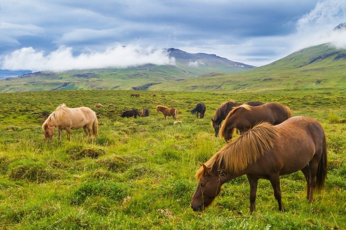 Horses grazing in a green mountain landscape