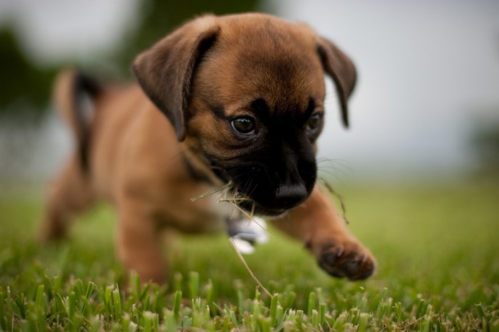 Brown puppy with black face playing in grass
