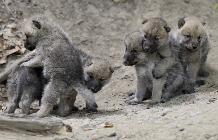 Four wolf pups playing in dirt