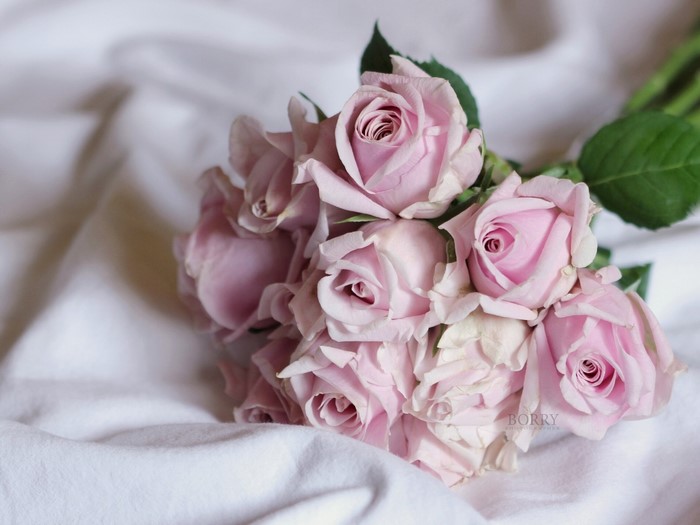 Pink roses bouquet on white fabric