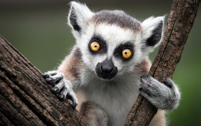 Ring-tailed Lemur on a Tree Branch