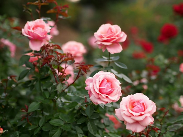 Pink roses blooming on a bush