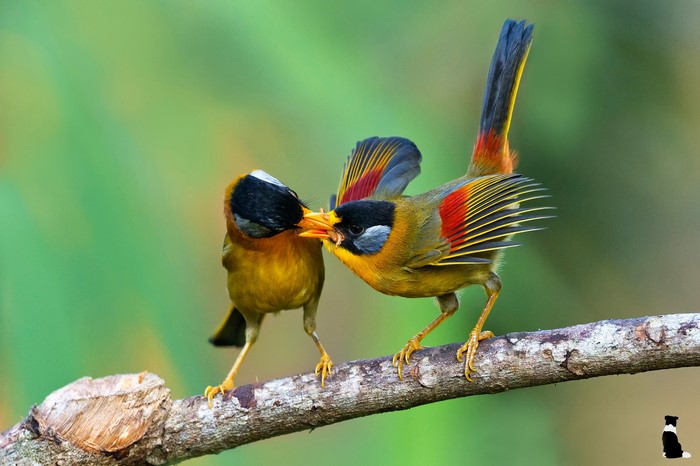 Two colorful birds feeding on a branch