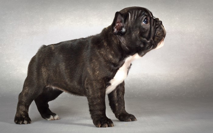 Black brindle French Bulldog puppy