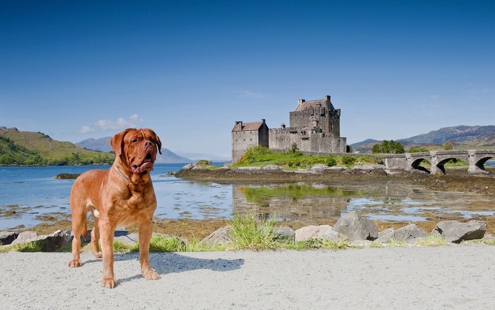 Dogue de Bordeaux dog in front of Eilean Donan Castle