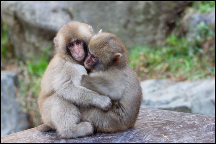 Two young monkeys hugging