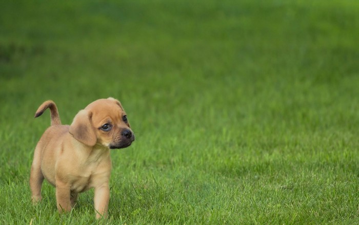 Brown puppy walking on green grass