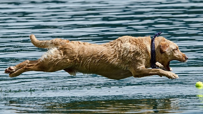 A wet dog jumps into the water for a ball