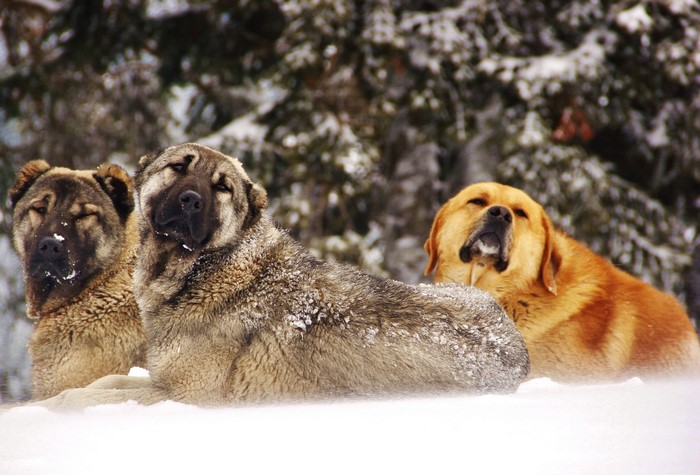 Three dogs in the snow