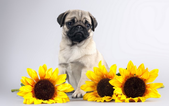 Pug puppy with sunflowers