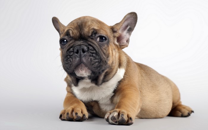 French Bulldog Puppy Lying Down