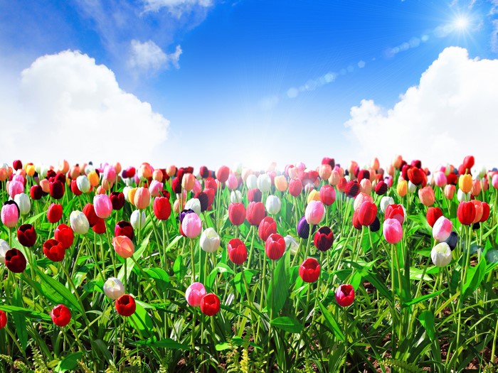 Field of Many Tulips Under a Blue Sky