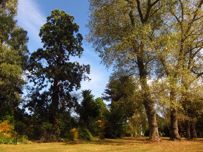 Beale Arboretum Barnet England Trees