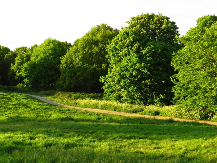 A winding path through a grassy field with trees