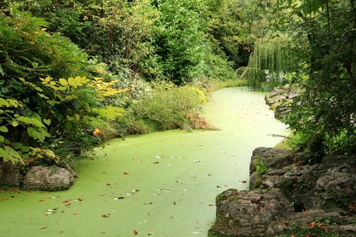 A pond covered in green algae and fallen leaves