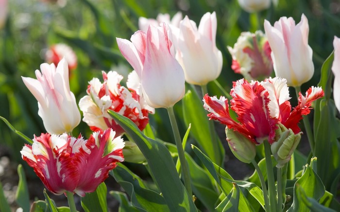 Red and white tulips in a garden