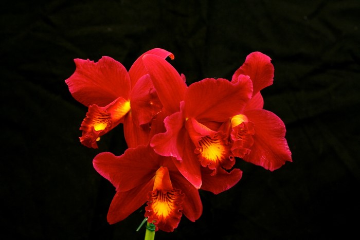 Red orchids with yellow centers on a black background