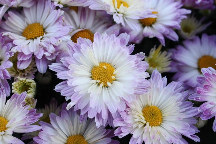 Chrysanthemums