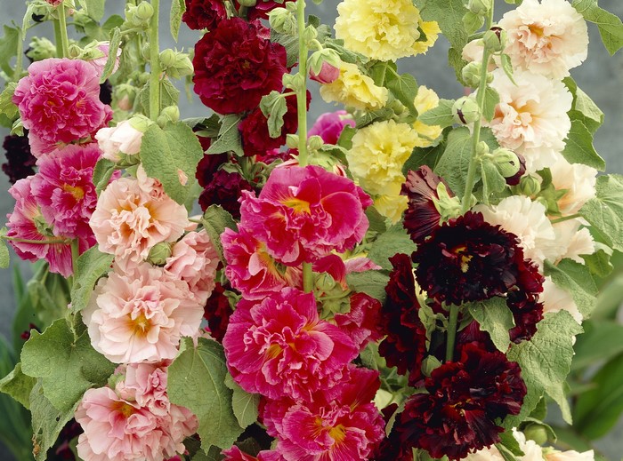 Double Hollyhock flowers in various colors