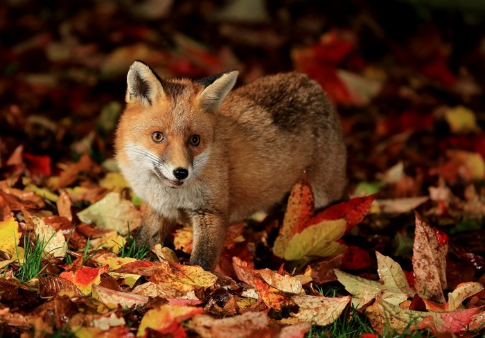 Fox in Autumn Foliage