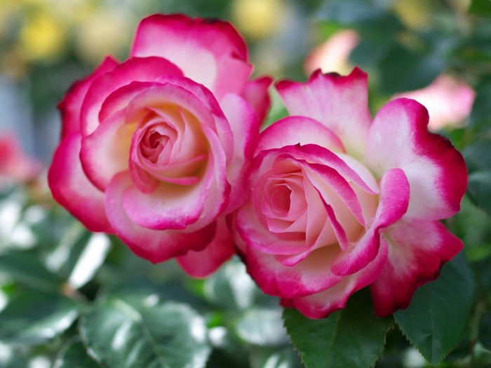 Two pink and white roses with dark pink edges