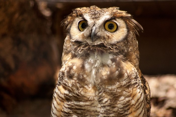 Great Horned Owl looking forward