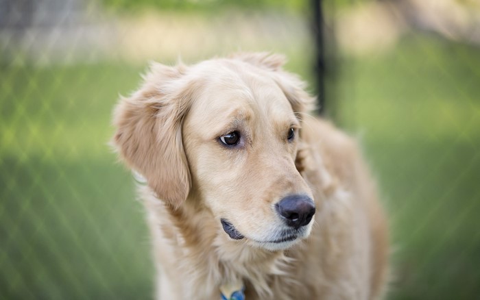 Golden Retriever dog looking to the side