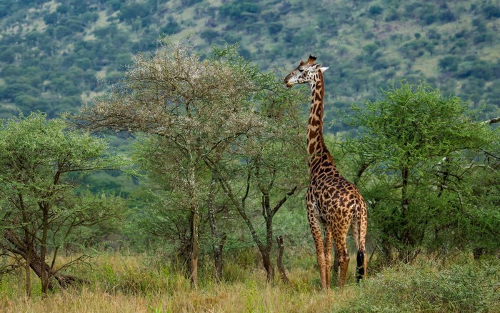 Giraffe standing in a savanna with trees and hills
