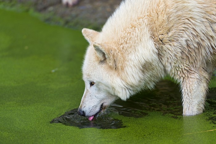 White wolf drinking water from a pond