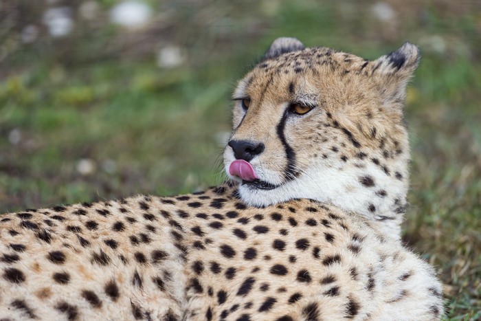 Cheetah licking its nose while lying on grass
