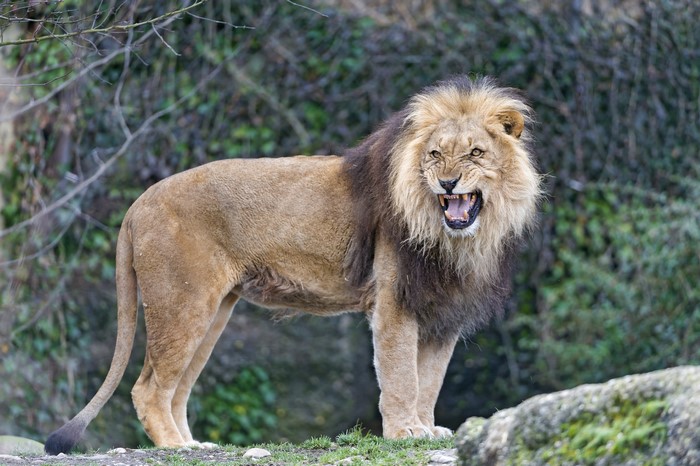 Lion roaring with mouth open