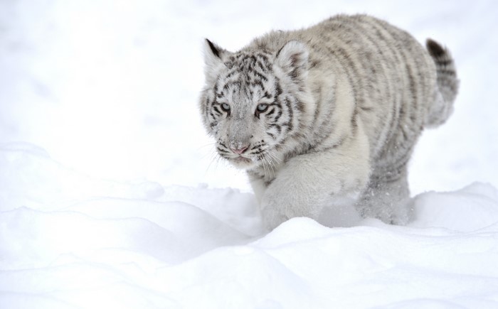 White Tiger Cub Walking in Snow