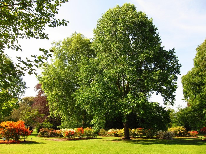 Garden with Azaleas and Trees in England