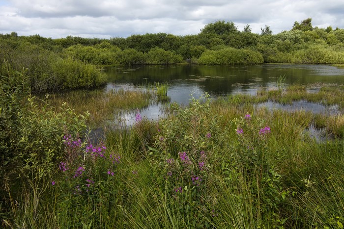Lake with Grass and Bushes
