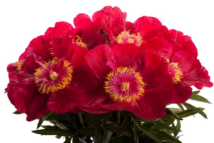 Red Peonies