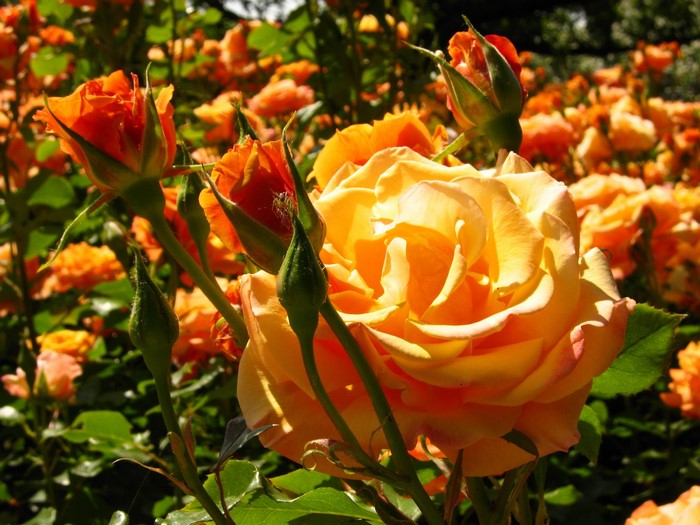 Orange and yellow roses in a garden