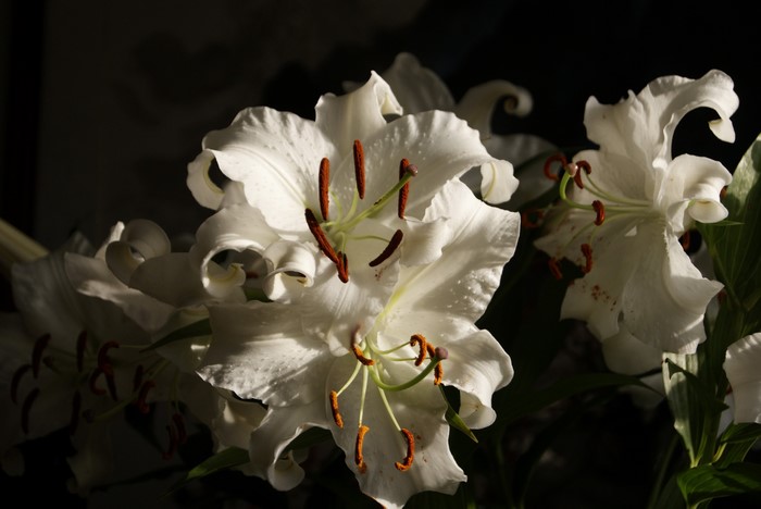 White lilies with dark background