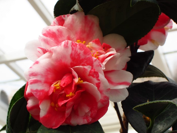 Pink and white camellia flowers