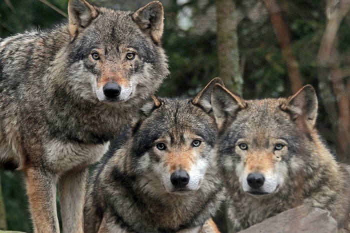 Three wolves in a forest