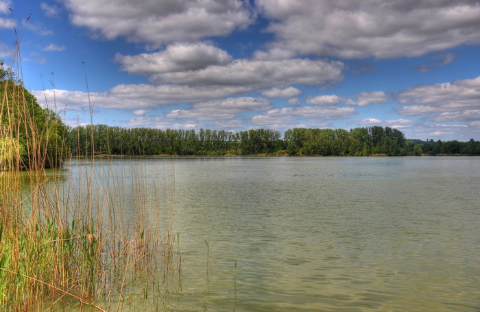Lake with reeds and trees under a cloudy sky