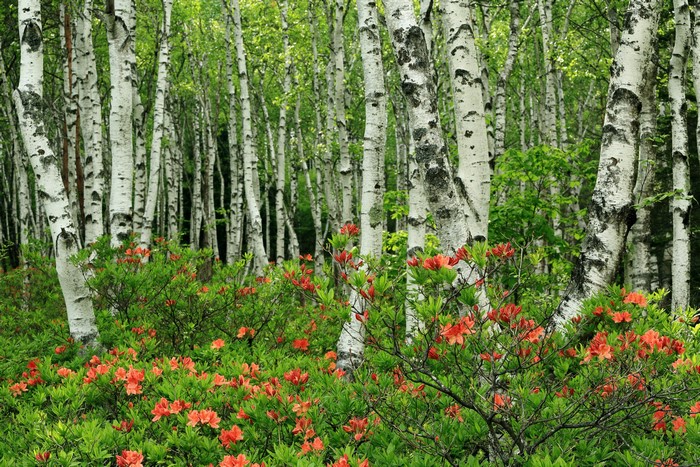 Birch forest with orange azaleas in Japan