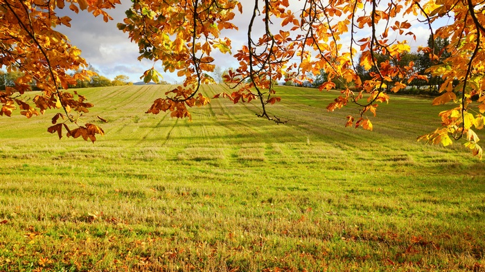 Autumn leaves frame a sunlit grassy field