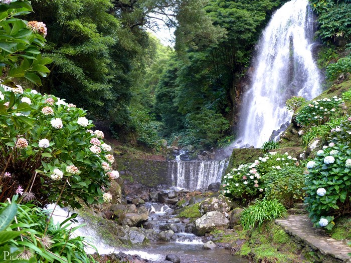 Waterfall with Hydrangeas in Achadinha, Azores, Portugal